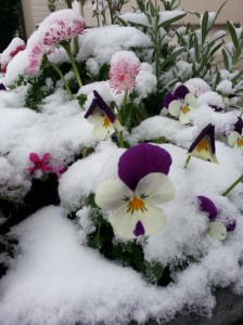 Flowers in snow